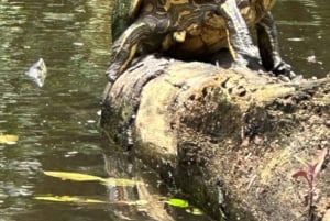 Parque Nacional Tortuguero: passeio de caiaque com guia