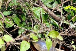 Parque Nacional Tortuguero: passeio de caiaque com guia