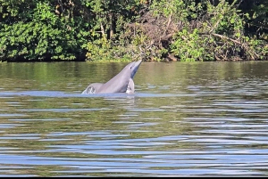 Tortuguero National Park: Kajaktur med guide