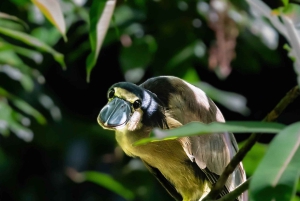 Tortuguero National Park: Kajaktur med guide