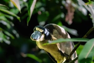 Tortuguero National Park: Kajaktur med guide