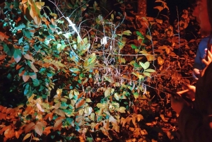 Tortuguero National Park: Night walk tour