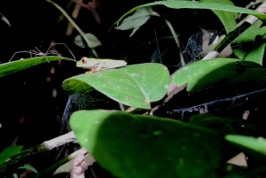 Tortuguero National Park: Night walk tour
