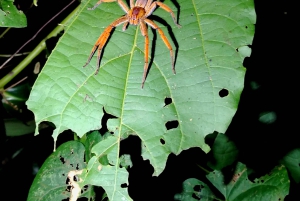 Tortuguero National Park: Night walk tour
