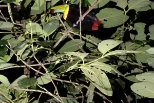 Tortuguero National Park: Night walk tour