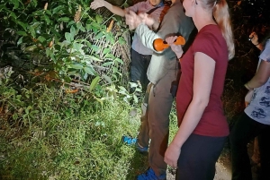 Tortuguero National Park: Night walk tour