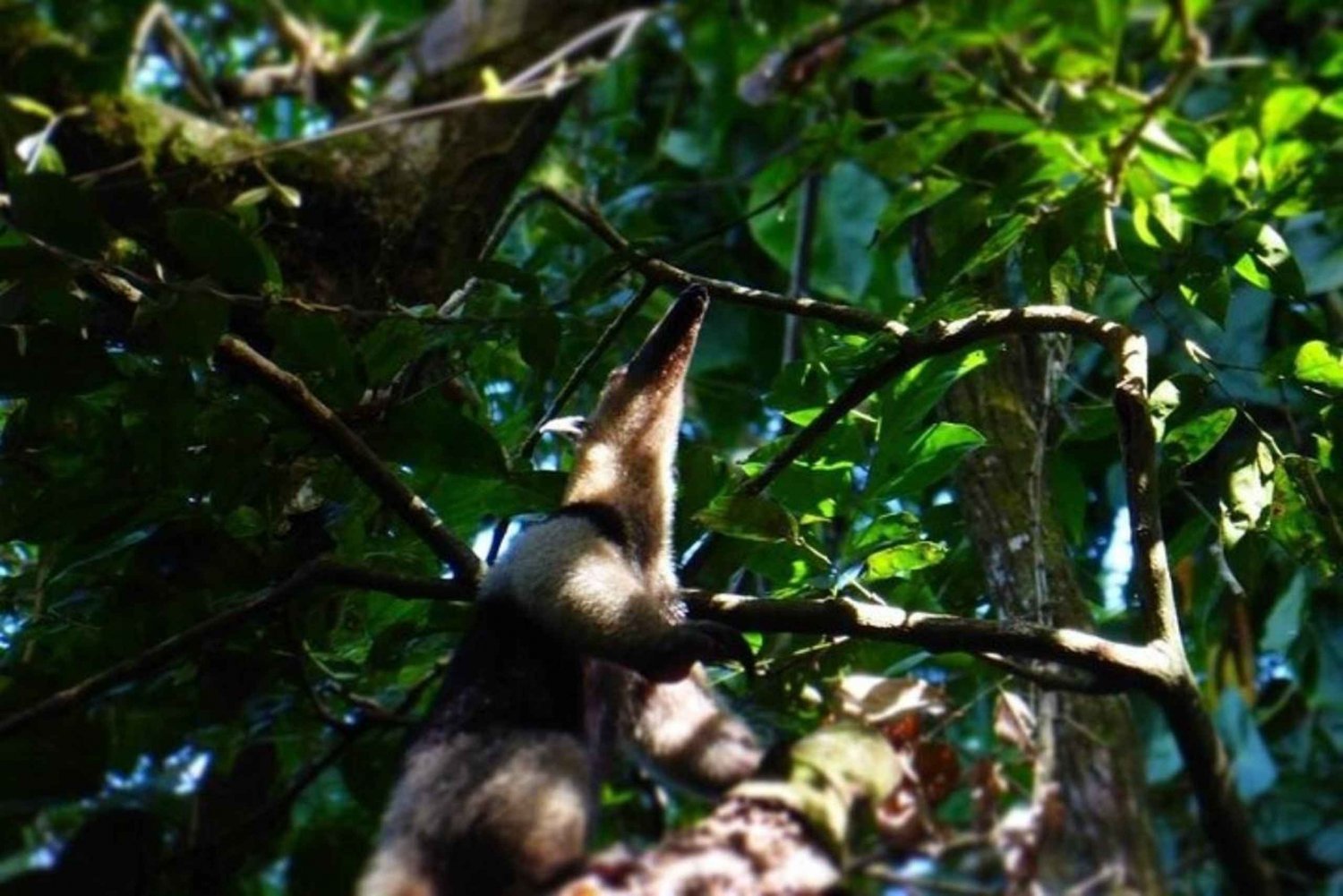 Tortuguero: Night Walk Tour