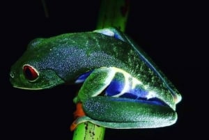 Tortuguero: Night Walk Tour