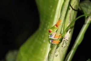 Tortuguero: Night Walk Tour