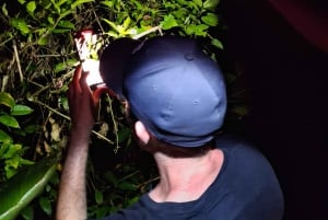 Tortuguero: Night Walk Tour