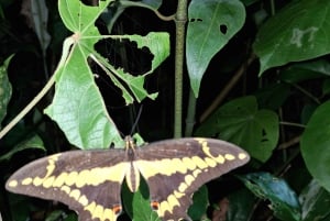 Tortuguero: Night Walk Tour