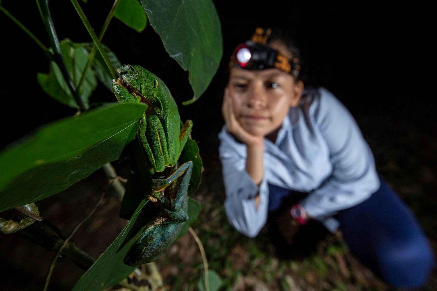 Tortuguero: Nocne obserwacje dzikiej przyrody i wycieczka piesza po dżungli