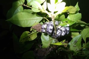 Tortuguero: Night Wildlife Spotting and Jungle Walk Tour