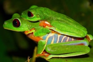 Tortuguero: Night Wildlife Spotting and Jungle Walk Tour