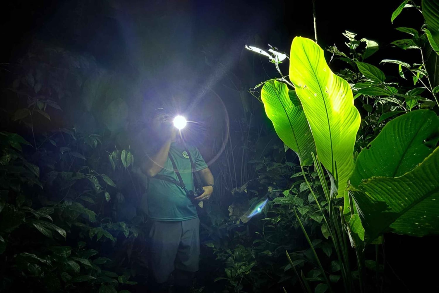 Tortuguero: saída noturna a pé e visita guiada em francês