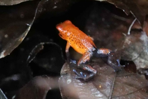 Tortuguero: nocna wycieczka piesza i zwiedzanie z przewodnikiem po francusku