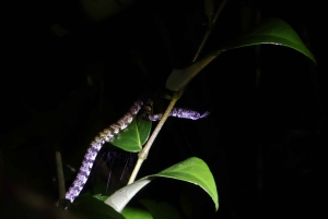 Tortuguero: nocna wycieczka piesza i zwiedzanie z przewodnikiem po francusku