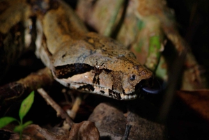 Tortuguero: nocna wycieczka piesza i zwiedzanie z przewodnikiem po francusku