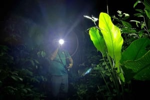 Tortuguero: saída noturna a pé e visita guiada em francês