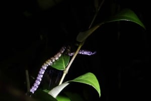 Tortuguero: saída noturna a pé e visita guiada em francês