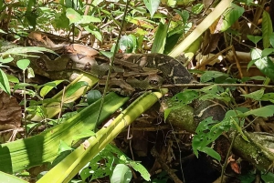 Tortuguero Night Walking Tour