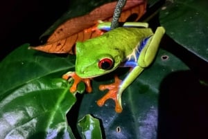 Tortuguero: Night Wildlife Spotting and Jungle Walk