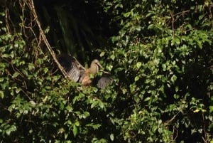 Tortuguero: Night Wildlife Spotting and Jungle Walk