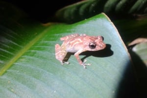 Tortuguero: Night Wildlife Spotting and Jungle Walk