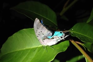 Tortuguero: Night Wildlife Spotting and Jungle Walk