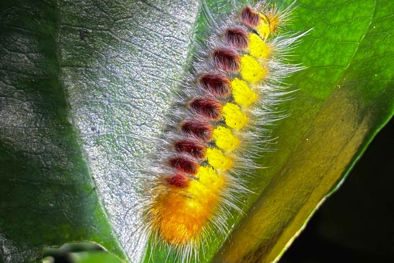 Tortuguero: Peters oppdagelsestur i jungelen etter mørkets frembrudd