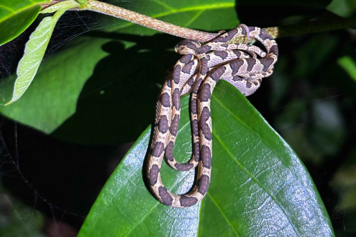 Tortuguero: Peters oppdagelsestur i jungelen etter mørkets frembrudd