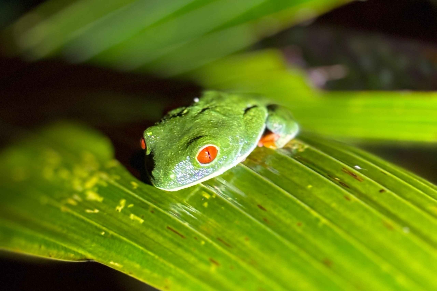 Tortuguero: Peters oppdagelsestur i jungelen etter mørkets frembrudd