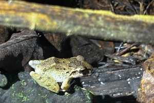Tortuguero: Peters oppdagelsestur i jungelen etter mørkets frembrudd
