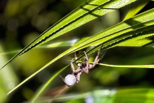 Tortuguero: Peters oppdagelsestur i jungelen etter mørkets frembrudd