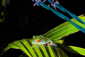 Tortuguero: Peters oppdagelsestur i jungelen etter mørkets frembrudd