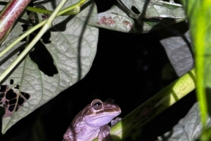 Tortuguero: Peters oppdagelsestur i jungelen etter mørkets frembrudd