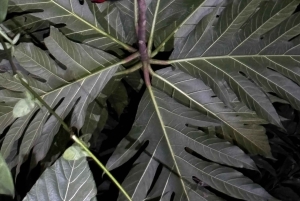 Tortuguero: Peters oppdagelsestur i jungelen etter mørkets frembrudd