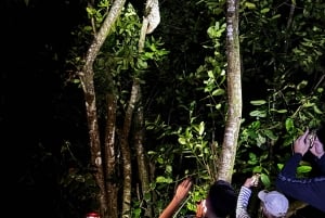 Tortuguero: Peters oppdagelsestur i jungelen etter mørkets frembrudd