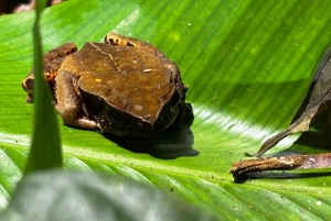 Tortuguero: Peters oppdagelsestur i jungelen etter mørkets frembrudd