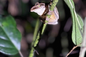 Tortuguero: Peters oppdagelsestur i jungelen etter mørkets frembrudd