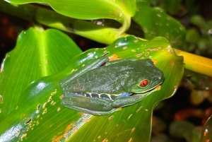 Tortuguero: Peters oppdagelsestur i jungelen etter mørkets frembrudd