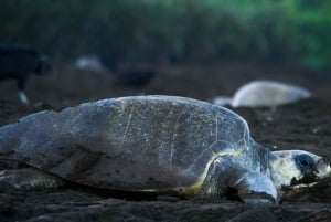 Tortuguero: Excursión a las Tortugas Marinas