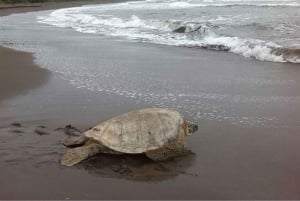 Tortuguero: Excursión a las Tortugas Marinas