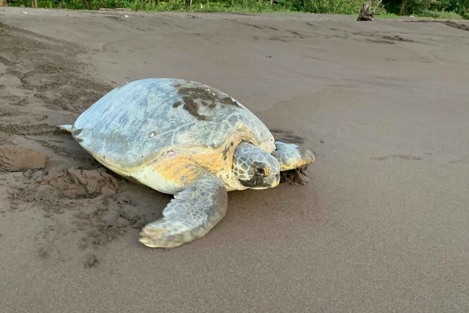 TORTUGUERO: Sighting of Turtles in their Natural Habitat in Tortuguero