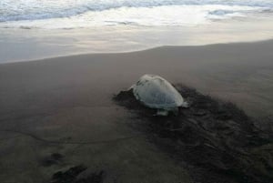 Tortuguero: The Majestic Green Turtle Nesting Tour