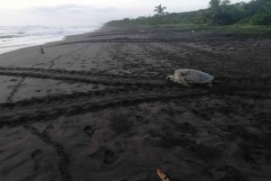 Tortuguero: The Majestic Green Turtle Nesting Tour