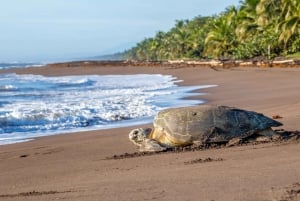 Tortuguero: The Majestic Green Turtle Nesting Tour