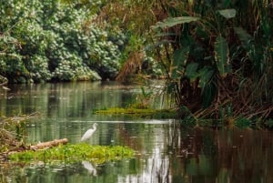 Tortuguero: Tre giorni e due notti tutto incluso Tortuguero