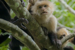 Tortuguero: Tour to the Canals in Tortuguero National Park