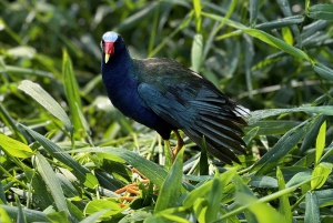 Tortuguero: Tour to the Canals in Tortuguero National Park